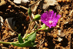 Corbichonia decumbens