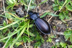 Carabus germarii