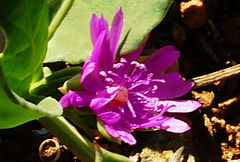 Corbichonia decumbens
