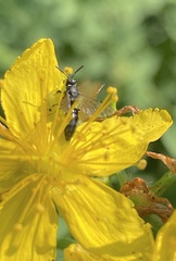 Hylaeus modestus