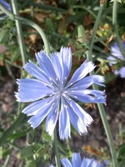 Cichorium intybus