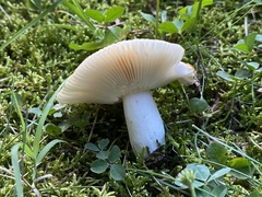 Russula amoenolens