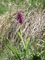 Dactylorhiza lapponica