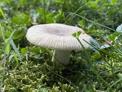 Russula amoenolens