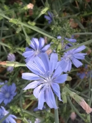 Cichorium intybus