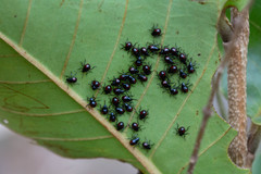 Tynacantha marginata
