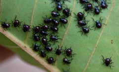 Tynacantha marginata