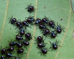 Tynacantha marginata