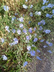 Cichorium intybus