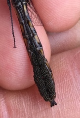 Arrenurus