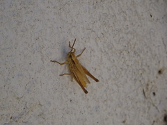 Euchorthippus elegantulus