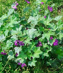 Malva sylvestris