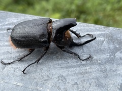 Heterogomphus schoenherri