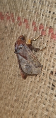 Phocoderma velutina