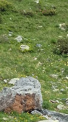 Oenanthe oenanthe