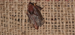 Phocoderma velutina