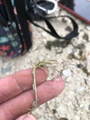 Physaria engelmannii