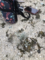 Physaria engelmannii