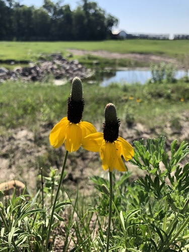 upright prairie coneflower
