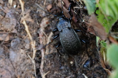 Carabus carinthiacus