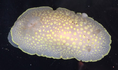 Cadlina