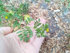 Potentilla supina