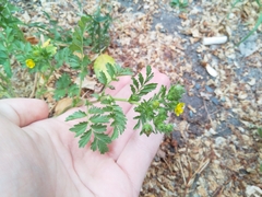 Potentilla supina