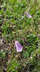 Soldanella pusilla