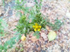 Potentilla supina