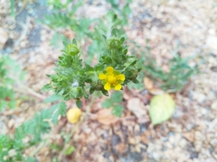 Potentilla supina