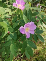 Rosa majalis