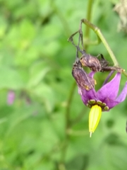 Solanum dulcamara