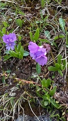 Primula glutinosa