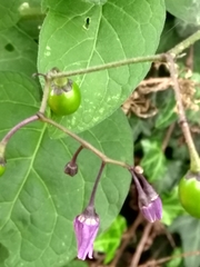 Solanum dulcamara