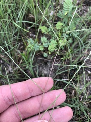 Schedonnardus paniculatus