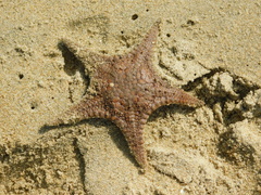 Stellaster childreni