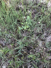 Schedonnardus paniculatus