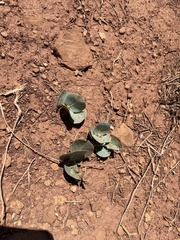 Asclepias cryptoceras