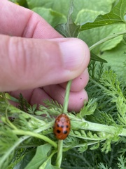 Chelymorpha cassidea