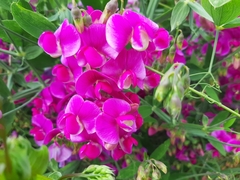Lathyrus latifolius