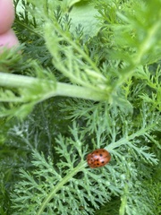 Chelymorpha cassidea