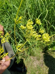 Polytaenia nuttallii