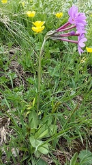 Primula halleri