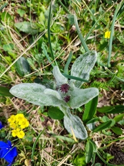 Tephroseris integrifolia capitata