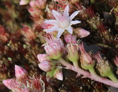 Aeonium urbicum image