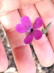 Dianthus legionensis