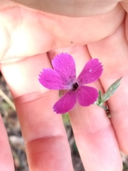 Dianthus legionensis