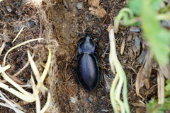 Carabus germarii