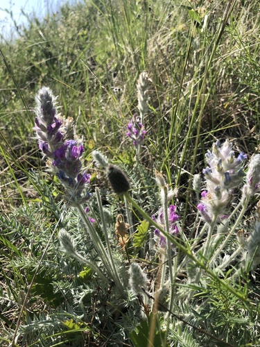 Showy Locoweed