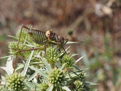Parasteropleurus perezii